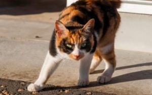 猫伸びのポーズダイエットは痩せない?初耳学のやり方・動画と効果の口コミ